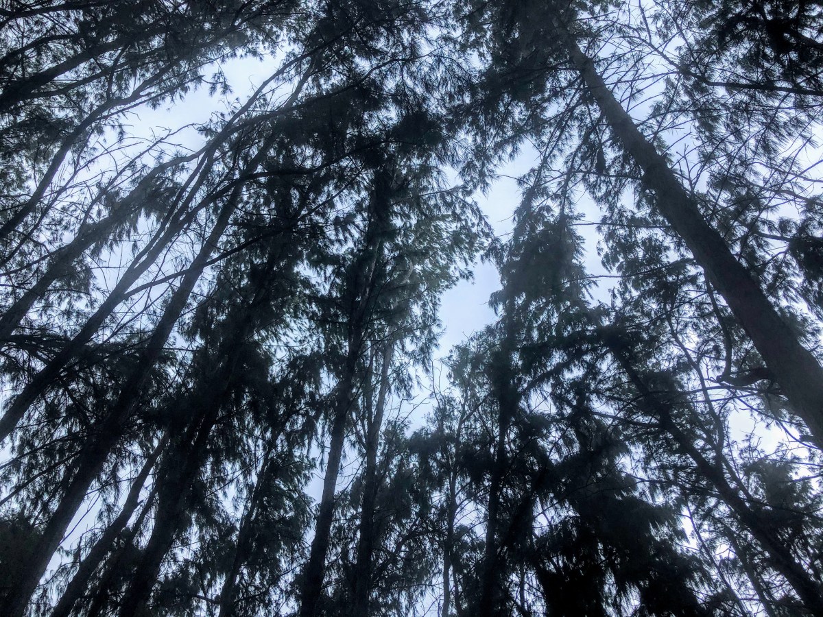 The Clearing
